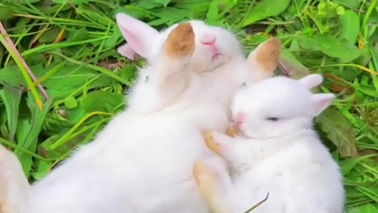 Pet Cats Beautiful Bird And Animal 4K HD Adorable Photography By Nature.
