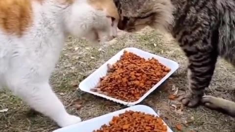 Funny cats 🤣 vedios
