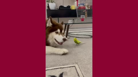 Awesome Husky With Parrot