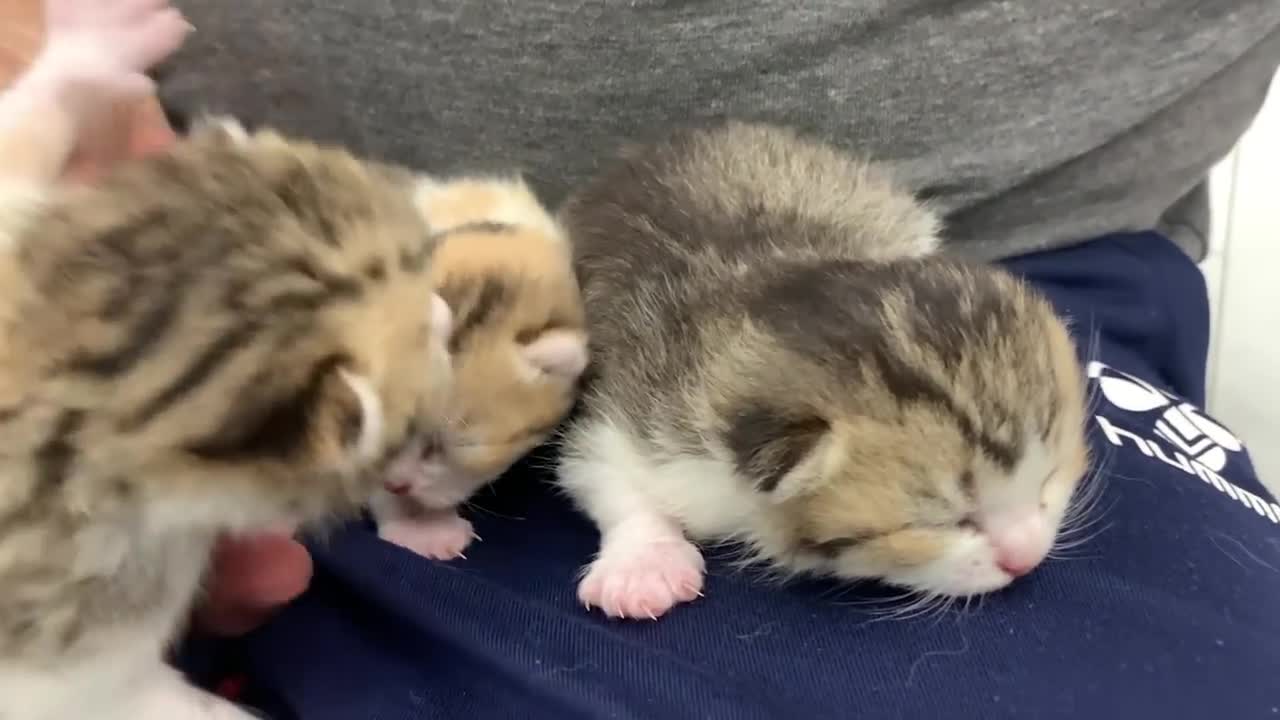 Mother cat carries kitten to another place, taking it from the owner