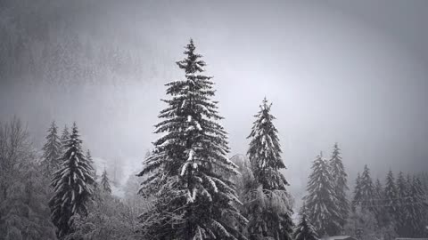 Snow Winter Nature Relaxing Free HD Videos