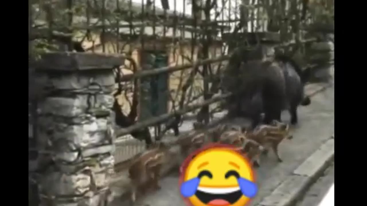 Funny Animals 🤣