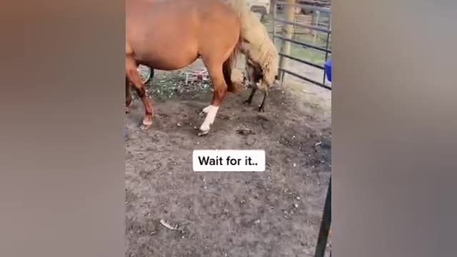 funny video the best funny ones of the moment