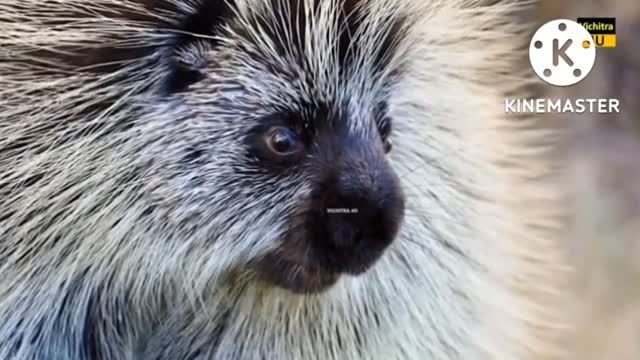 The world's most dangerous animal that protects itself