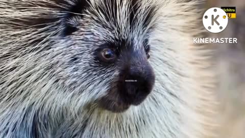The world's most dangerous animal that protects itself