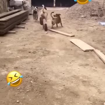 Funny Animal Videos Of Year 😂😂 #fyp #memes #memedaily #dankmeme