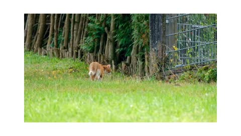 Cat searching meal