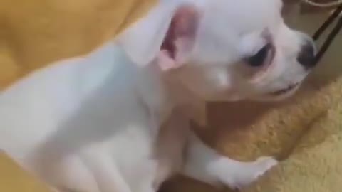 ARE THESE TREATS HEALTHY FOR DOGS