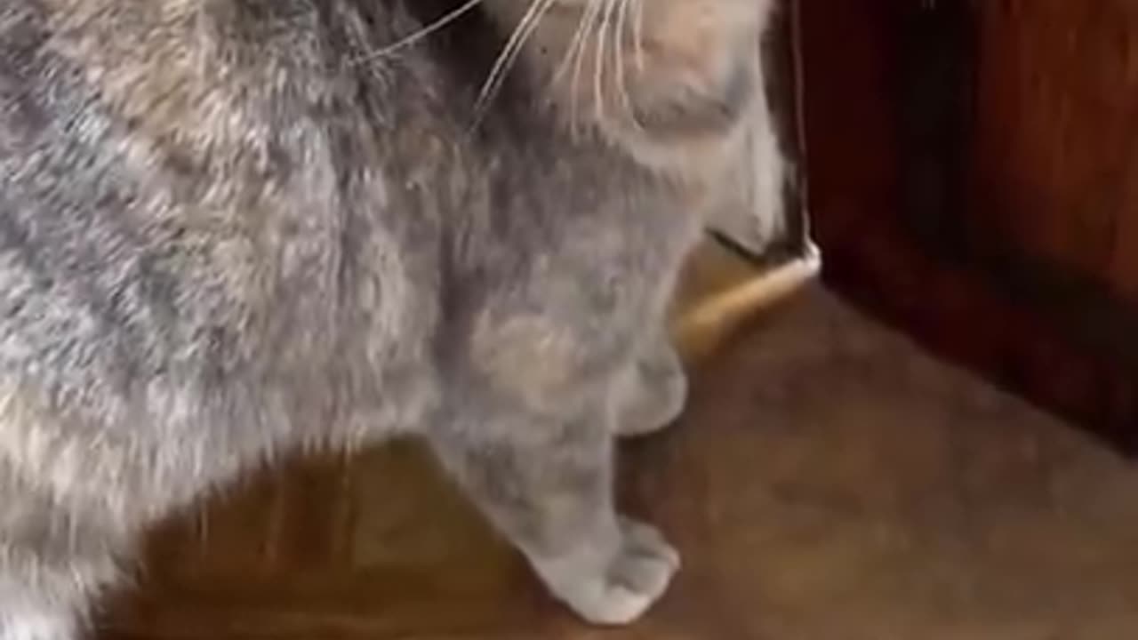 Sounds that attract Cats..... Funny Video