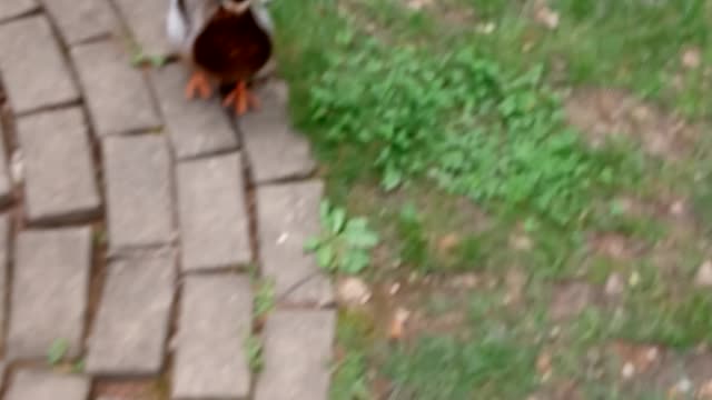 Jumping Duck 2nd year