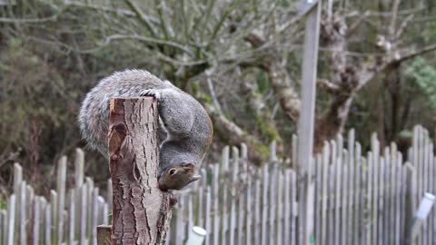 Gray wild squirrel