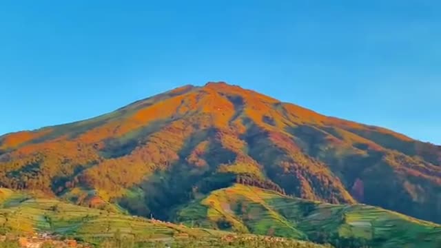 Nepal Van Java Exotic Enchantment on the Slope of Mount Sumbing