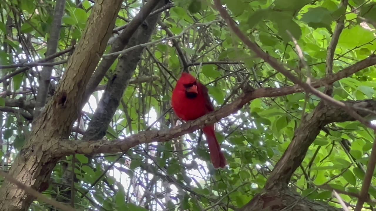 Male Cardinal visited me today