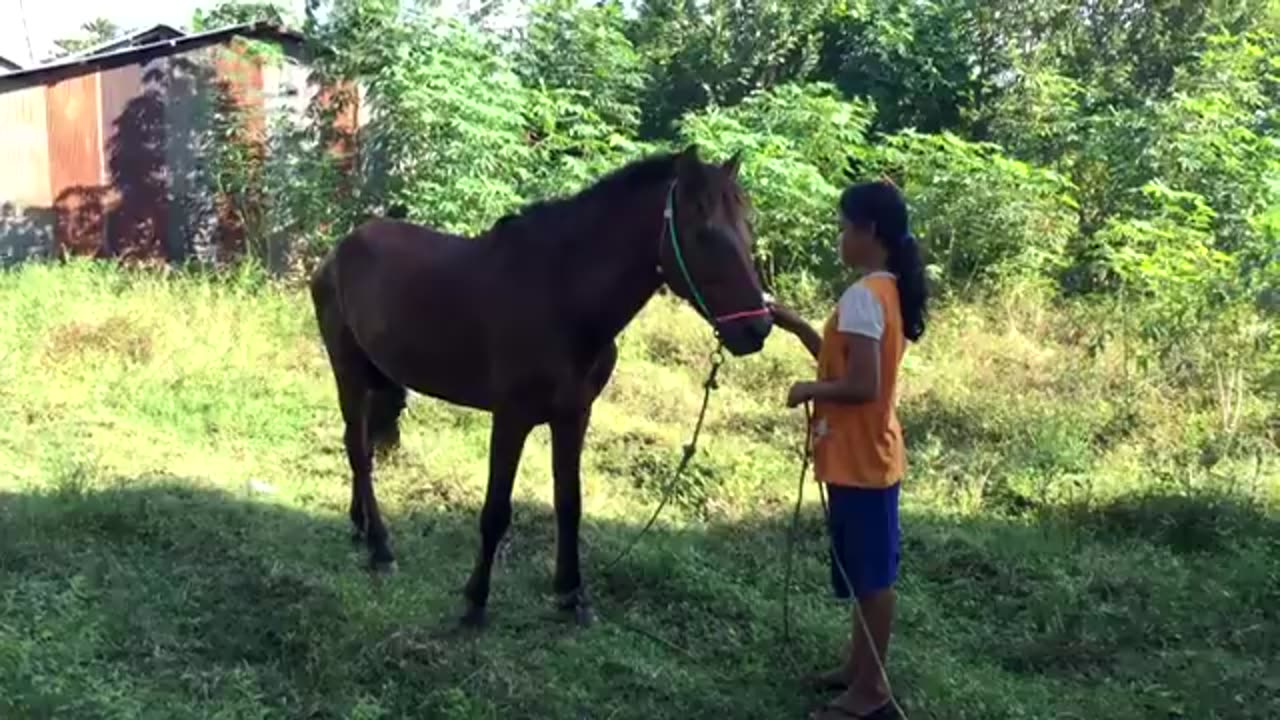 A Girl And A Horse at Horse Farm| Horse training | How to teach your horse to lay down ( part 4 )