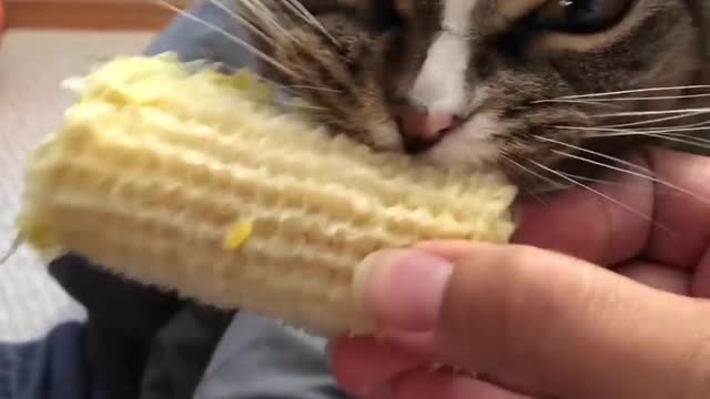 “The perfect audio-video pairing doesn’t exi…. 😹🌽❤️”
