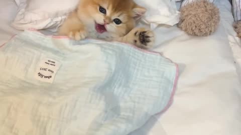 cat video 🐯🦊