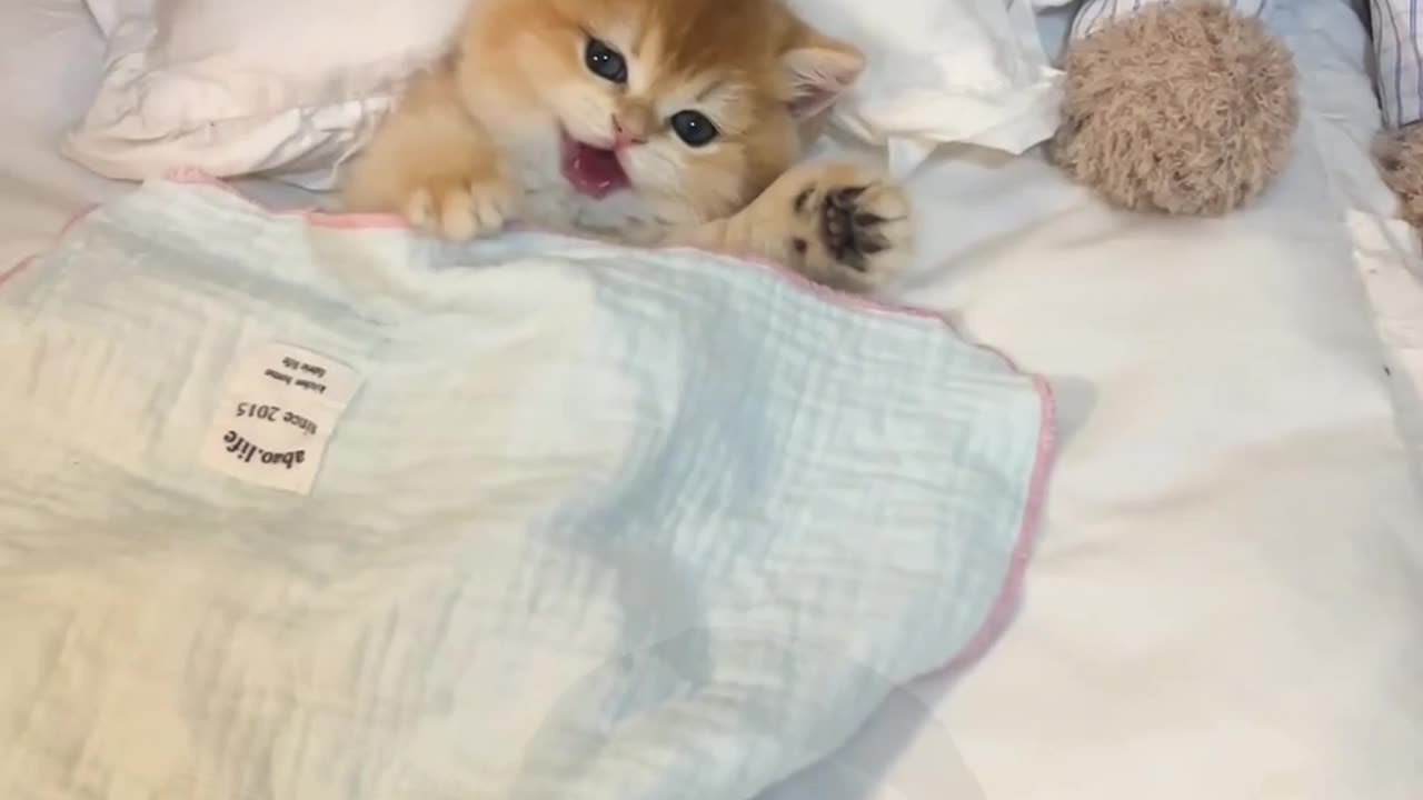 cat video 🐯🦊