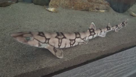 Cat Shark