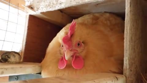 Broody hen growling/ hissing