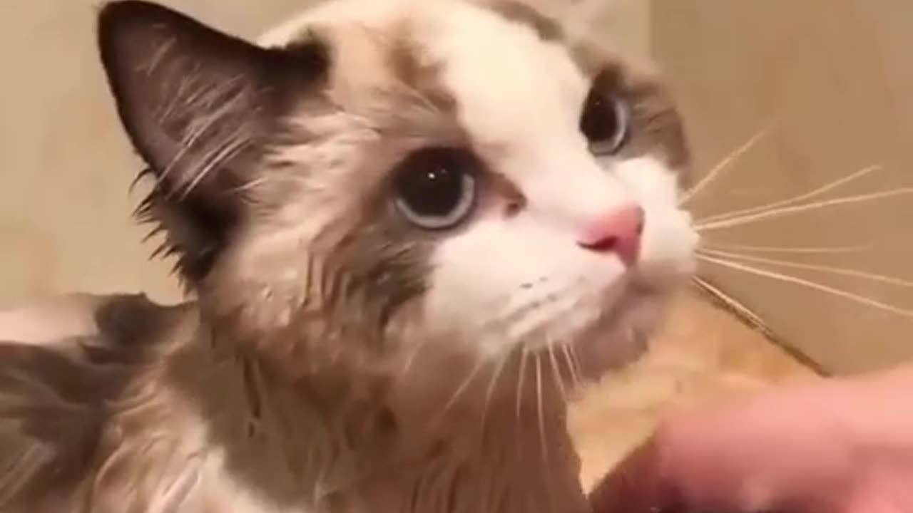 We are showing you our beloved cat while giving her a bath.