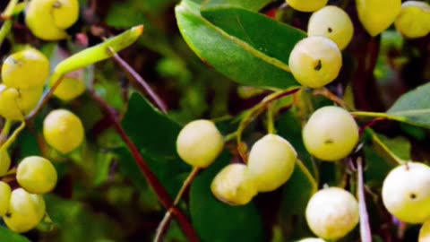 Top 10 Most Poisonous Plants in the Philippines! Part 2