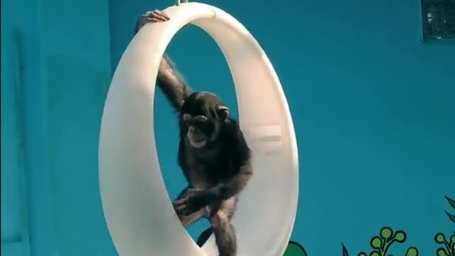 Chimps swing on a swing
