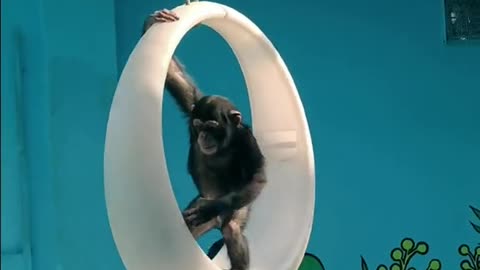 Chimps swing on a swing