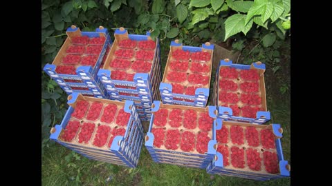 Berry Farm in Val di Sole