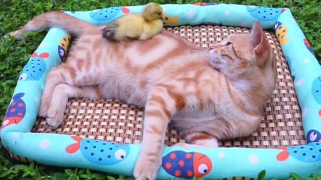 Post what on such a hot day # Cutegoodies