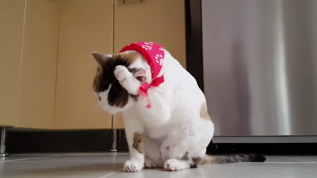 cute cat with calm movements