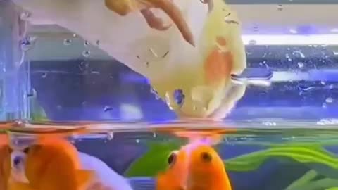 A rare clip of a parrot playing with fish in the aquarium, a beautiful and wonderful scene.