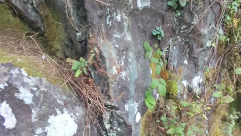 Greywacke rock, Devil's Glen, Wicklow, Irelaand