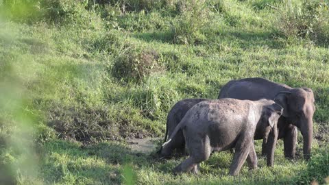 This is what a sanctuary for elephants