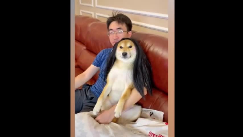 funny dog head put on wig