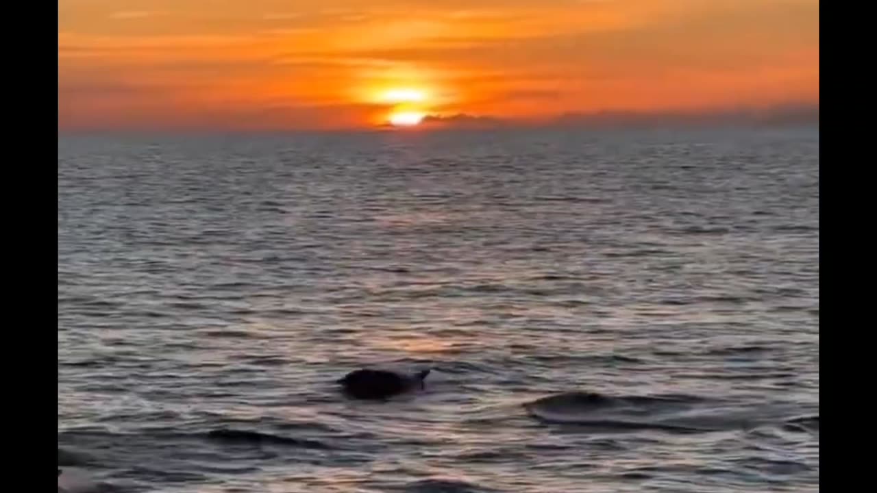 Sunset ... and dolphin 🌅 🐬