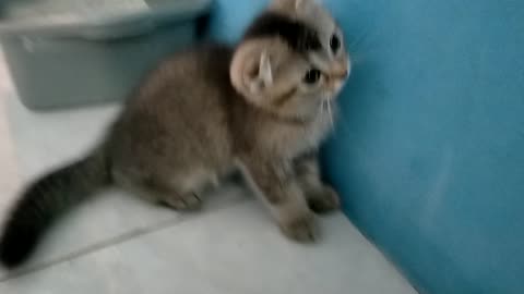 FUNNY VIDEO VIRAL || A CAT WITH FUNNY EARS