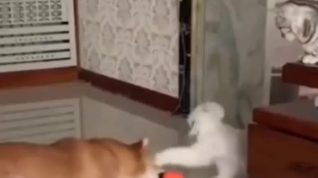 Funniest cat videos #126 - HILARIOUS!