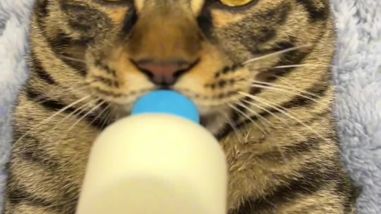 Beautiful cat drinking a puppy milk.😲😲