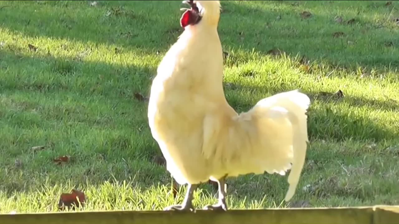 Best Funny Animal Videos Of The 2023 π€£ - Funniest Cats And Dogs Videos πΊπ