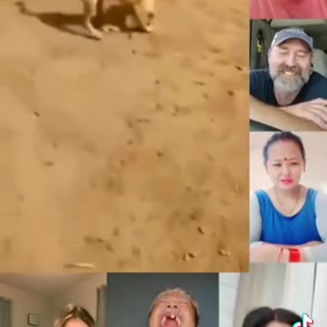 👍👍Funny Clips, Entertainment