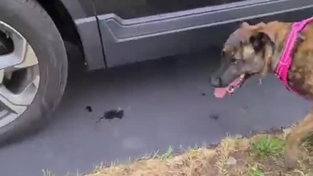 Goofy Dog Returns Ball by Rolling it Under the Car While Playing Fetch With Owner