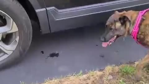 Goofy Dog Returns Ball by Rolling it Under the Car While Playing Fetch With Owner