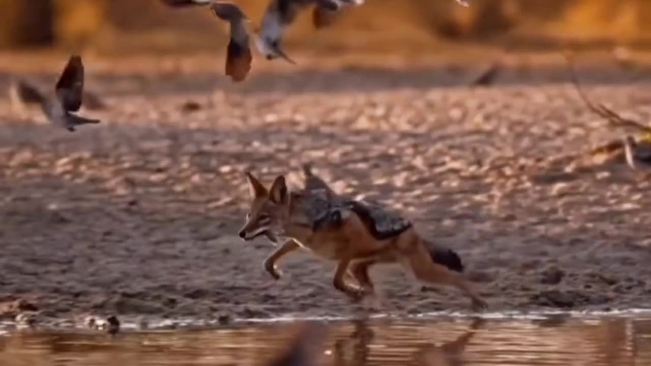 The Best Of Animal Attack 2022 -Most Amazing Moments Of Wild Animal Fight! #shorts #short