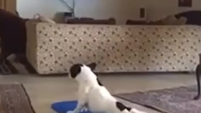 Try Not To Laugh or Grin While Watching Funny Dogs & Cats Video