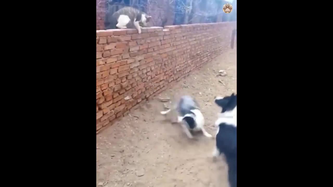 New Funny Animals 😂 Funniest Cats and Dogs Videos 😺🐶