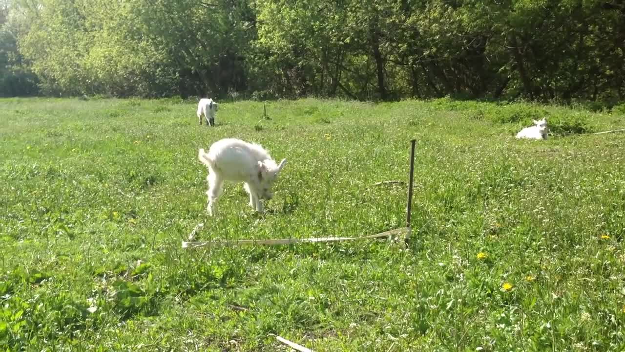 Мимими. Козлята На Лугу. Домашние Животные В Российской Деревне. Природа России. Russian Spring.