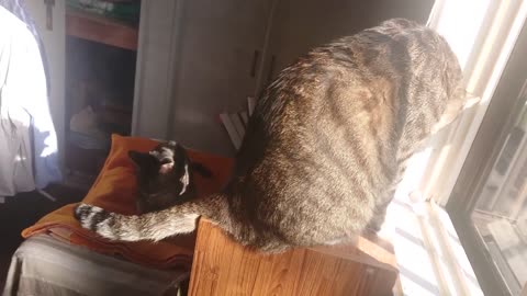 Cat in the sun