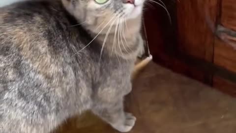 Sounds to atract cats.