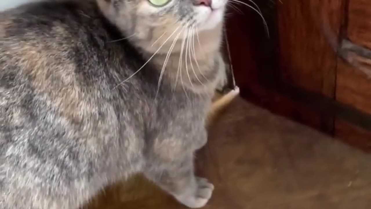 Sounds to atract cats.