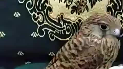 The falcon asks and he answers Glory be to God&يسأل الصقر وهو يجيب سبحان الله